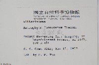 臺灣車前蕨藏品圖，第2張