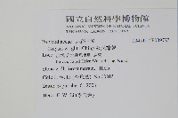 車前蕨藏品圖，第2張