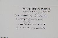 車前蕨藏品圖，第4張