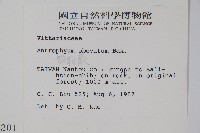 車前蕨藏品圖，第2張