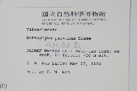 無柄車前蕨、小車前蕨藏品圖，第2張