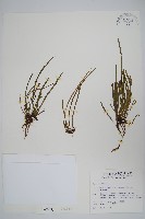 姬書帶蕨藏品圖，第1張