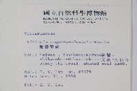 姬書帶蕨藏品圖，第2張