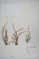 姬書帶蕨藏品圖，第1張