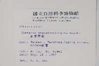 姬書帶蕨藏品圖，第2張