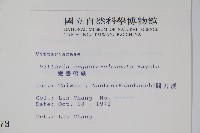 姬書帶蕨藏品圖，第2張