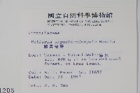 姬書帶蕨藏品圖，第2張