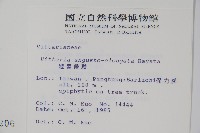 姬書帶蕨藏品圖，第2張