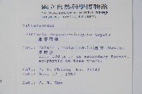 姬書帶蕨藏品圖，第2張