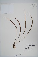 書帶蕨藏品圖，第1張