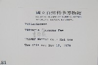 書帶蕨藏品圖，第2張