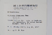 書帶蕨藏品圖，第2張