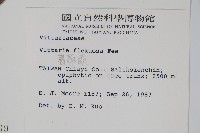 書帶蕨藏品圖，第2張