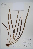 廣葉書帶蕨藏品圖，第1張