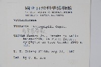 廣葉書帶蕨藏品圖，第2張