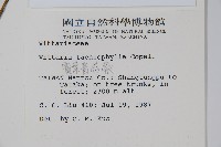 廣葉書帶蕨藏品圖，第2張