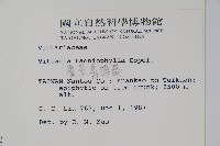 廣葉書帶蕨藏品圖，第2張