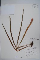 垂葉書帶蕨藏品圖，第1張