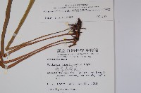 垂葉書帶蕨藏品圖，第2張