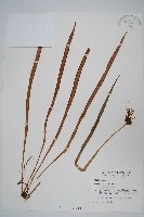 廣葉書帶蕨藏品圖，第1張