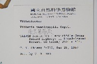 廣葉書帶蕨藏品圖，第2張