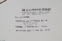 垂葉書帶蕨藏品圖，第2張