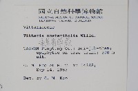 垂葉書帶蕨藏品圖，第2張