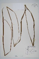 垂葉書帶蕨藏品圖，第1張