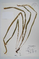 垂葉書帶蕨藏品圖，第1張