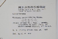 垂葉書帶蕨藏品圖，第2張