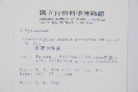 細裂羽節蕨藏品圖，第2張