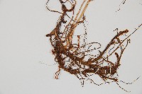 細裂羽節蕨藏品圖，第3張