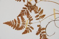 細裂羽節蕨藏品圖，第4張