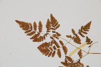 細裂羽節蕨藏品圖，第5張