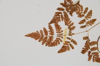 細裂羽節蕨藏品圖，第6張