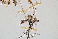 細裂羽節蕨藏品圖，第3張