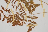 細裂羽節蕨藏品圖，第4張