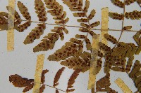 細裂羽節蕨藏品圖，第5張