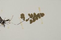 深山鐵線蕨、月芽鐵線蕨藏品圖，第3張