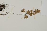 深山鐵線蕨、月芽鐵線蕨藏品圖，第4張