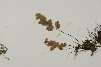 深山鐵線蕨、月芽鐵線蕨藏品圖，第5張