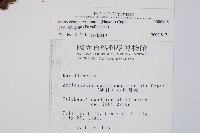 台灣小膜蓋蕨藏品圖，第2張