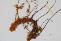 台灣小膜蓋蕨藏品圖，第3張