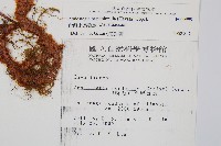 台灣小膜蓋蕨藏品圖，第2張