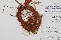 台灣小膜蓋蕨藏品圖，第3張