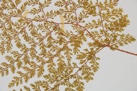 台灣小膜蓋蕨藏品圖，第4張