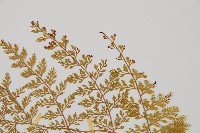 台灣小膜蓋蕨藏品圖，第6張