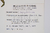 蘭嶼觀音座蓮藏品圖，第2張