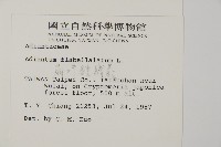 扇葉鐵線蕨藏品圖，第2張