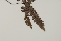 扇葉鐵線蕨藏品圖，第3張